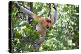 Dominant Male Proboscis Monkey (Nasalis Larvatus)-Louise Murray-Stretched Canvas