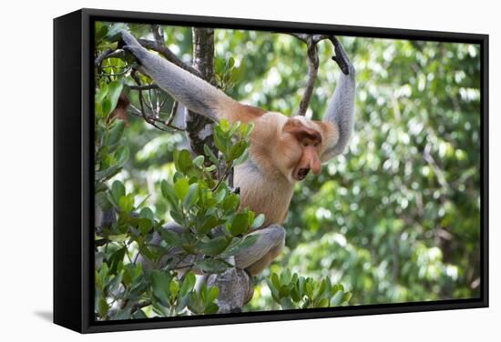 Dominant Male Proboscis Monkey (Nasalis Larvatus)-Louise Murray-Framed Stretched Canvas