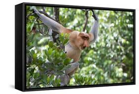 Dominant Male Proboscis Monkey (Nasalis Larvatus)-Louise Murray-Framed Stretched Canvas