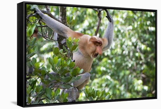 Dominant Male Proboscis Monkey (Nasalis Larvatus)-Louise Murray-Framed Stretched Canvas