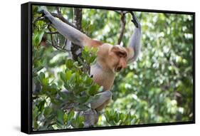 Dominant Male Proboscis Monkey (Nasalis Larvatus)-Louise Murray-Framed Stretched Canvas