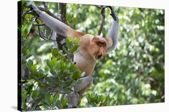 Dominant Male Proboscis Monkey (Nasalis Larvatus)-Louise Murray-Stretched Canvas