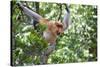 Dominant Male Proboscis Monkey (Nasalis Larvatus)-Louise Murray-Stretched Canvas