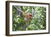 Dominant Male Proboscis Monkey (Nasalis Larvatus)-Louise Murray-Framed Photographic Print