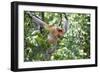 Dominant Male Proboscis Monkey (Nasalis Larvatus)-Louise Murray-Framed Photographic Print