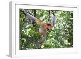 Dominant Male Proboscis Monkey (Nasalis Larvatus)-Louise Murray-Framed Photographic Print