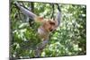 Dominant Male Proboscis Monkey (Nasalis Larvatus)-Louise Murray-Mounted Photographic Print