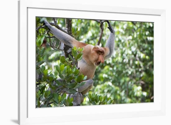 Dominant Male Proboscis Monkey (Nasalis Larvatus)-Louise Murray-Framed Photographic Print