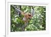 Dominant Male Proboscis Monkey (Nasalis Larvatus)-Louise Murray-Framed Photographic Print