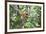 Dominant Male Proboscis Monkey (Nasalis Larvatus)-Louise Murray-Framed Photographic Print