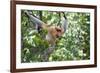 Dominant Male Proboscis Monkey (Nasalis Larvatus)-Louise Murray-Framed Photographic Print