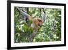 Dominant Male Proboscis Monkey (Nasalis Larvatus)-Louise Murray-Framed Photographic Print