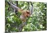 Dominant Male Proboscis Monkey (Nasalis Larvatus)-Louise Murray-Mounted Photographic Print