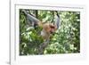 Dominant Male Proboscis Monkey (Nasalis Larvatus)-Louise Murray-Framed Photographic Print