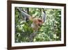 Dominant Male Proboscis Monkey (Nasalis Larvatus)-Louise Murray-Framed Photographic Print