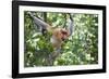 Dominant Male Proboscis Monkey (Nasalis Larvatus)-Louise Murray-Framed Photographic Print