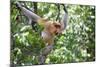 Dominant Male Proboscis Monkey (Nasalis Larvatus)-Louise Murray-Mounted Photographic Print