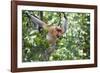 Dominant Male Proboscis Monkey (Nasalis Larvatus)-Louise Murray-Framed Photographic Print