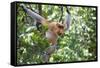 Dominant Male Proboscis Monkey (Nasalis Larvatus)-Louise Murray-Framed Stretched Canvas