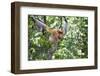 Dominant Male Proboscis Monkey (Nasalis Larvatus)-Louise Murray-Framed Premium Photographic Print