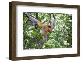 Dominant Male Proboscis Monkey (Nasalis Larvatus)-Louise Murray-Framed Photographic Print