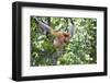 Dominant Male Proboscis Monkey (Nasalis Larvatus)-Louise Murray-Framed Photographic Print