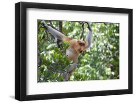 Dominant Male Proboscis Monkey (Nasalis Larvatus)-Louise Murray-Framed Photographic Print