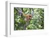 Dominant Male Proboscis Monkey (Nasalis Larvatus)-Louise Murray-Framed Photographic Print