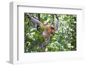 Dominant Male Proboscis Monkey (Nasalis Larvatus)-Louise Murray-Framed Photographic Print