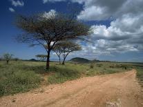 Dirt Track Road and Acacia Trees, Baragoi, Kenya, East Africa, Africa-Dominic Harcourt-webster-Photographic Print