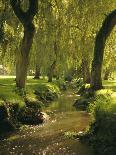 Willow Trees by Forest Stream, New Forest, Hampshire, England, UK, Europe-Dominic Webster-Photographic Print