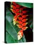 Dominica, Papillote Wilderness Retreat, Close-Up of Heliconia-null-Stretched Canvas