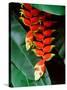 Dominica, Papillote Wilderness Retreat, Close-Up of Heliconia-null-Stretched Canvas