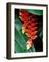 Dominica, Papillote Wilderness Retreat, Close-Up of Heliconia-null-Framed Photographic Print