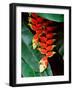 Dominica, Papillote Wilderness Retreat, Close-Up of Heliconia-null-Framed Photographic Print