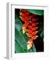 Dominica, Papillote Wilderness Retreat, Close-Up of Heliconia-null-Framed Photographic Print