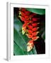 Dominica, Papillote Wilderness Retreat, Close-Up of Heliconia-null-Framed Photographic Print