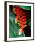 Dominica, Papillote Wilderness Retreat, Close-Up of Heliconia-null-Framed Photographic Print