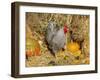 Dominique Breed of Domestic Chicken, Cock with Vegetables., USA-Lynn M. Stone-Framed Photographic Print