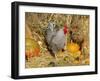 Dominique Breed of Domestic Chicken, Cock with Vegetables., USA-Lynn M. Stone-Framed Photographic Print