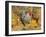 Dominique Breed of Domestic Chicken, Cock with Vegetables., USA-Lynn M. Stone-Framed Photographic Print