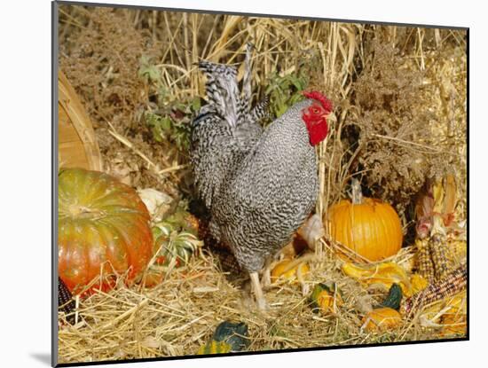 Dominique Breed of Domestic Chicken, Cock with Vegetables., USA-Lynn M. Stone-Mounted Photographic Print