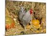 Dominique Breed of Domestic Chicken, Cock with Vegetables., USA-Lynn M. Stone-Mounted Photographic Print