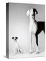 Domino and Daisy-Amanda Jones-Stretched Canvas