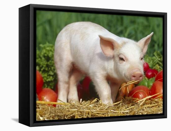 Domsetic Piglet with Vegetables, USA-Lynn M^ Stone-Framed Stretched Canvas