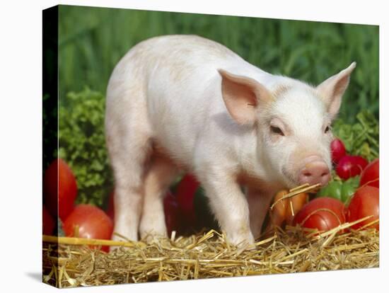 Domsetic Piglet with Vegetables, USA-Lynn M^ Stone-Stretched Canvas