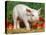 Domsetic Piglet with Vegetables, USA-Lynn M^ Stone-Stretched Canvas