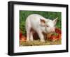Domsetic Piglet with Vegetables, USA-Lynn M^ Stone-Framed Premium Photographic Print