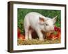 Domsetic Piglet with Vegetables, USA-Lynn M^ Stone-Framed Premium Photographic Print