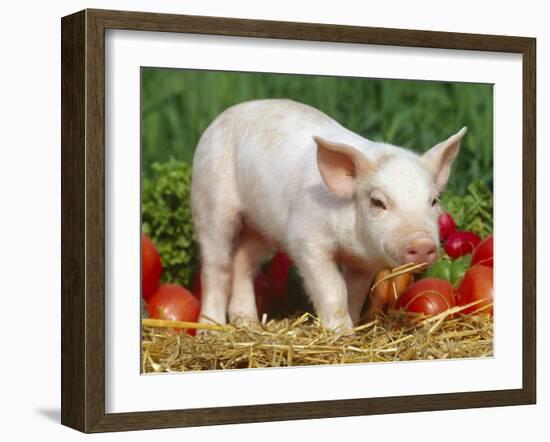 Domsetic Piglet with Vegetables, USA-Lynn M^ Stone-Framed Photographic Print